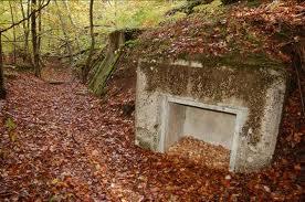 imagescaeiz1am-foret-bis.jpg
