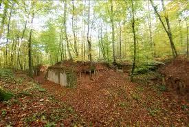 imagescaqnhn89-foret.jpg